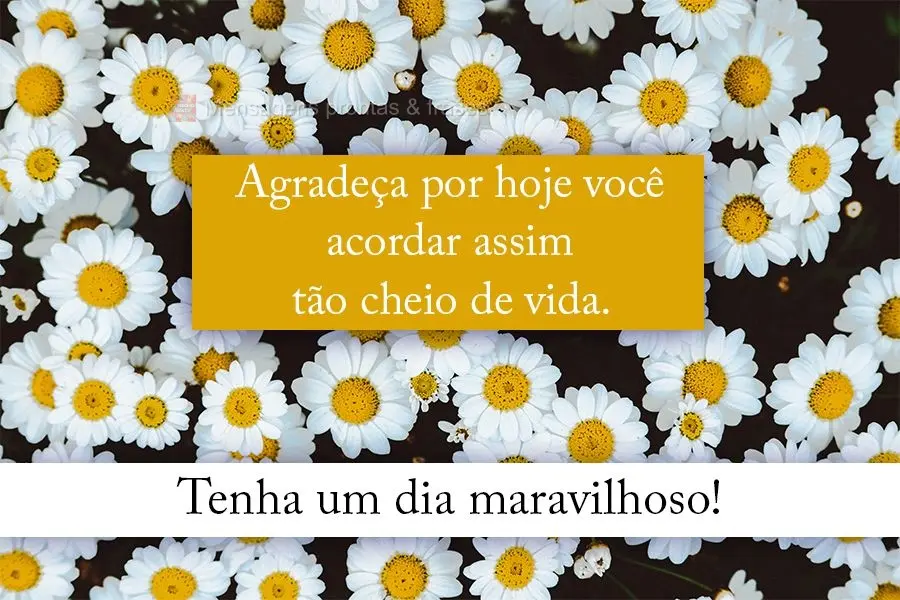 Agradeça por hoje você acordar assim tão cheio de vida.  Tenha um Dia maravilhoso!