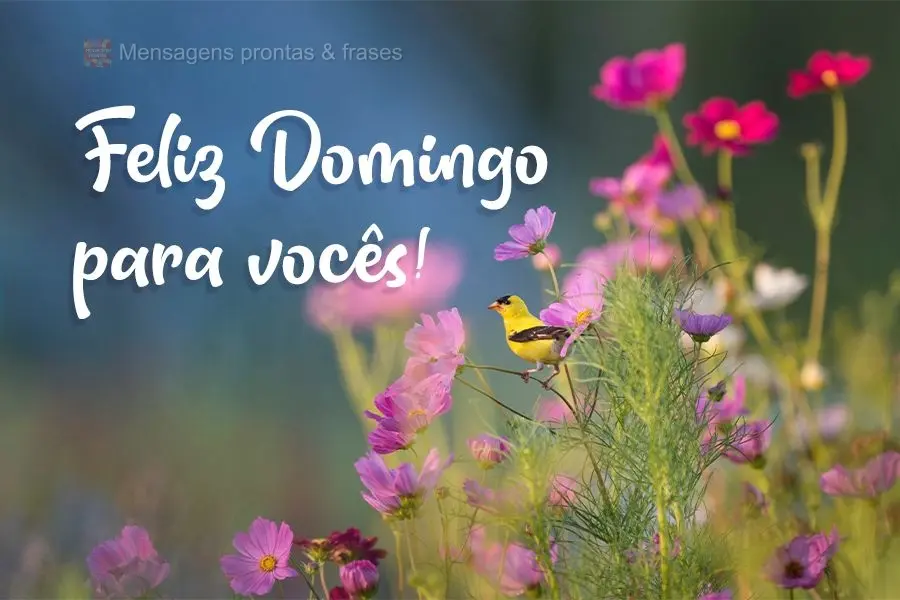 Um Feliz Domingo para vocês!