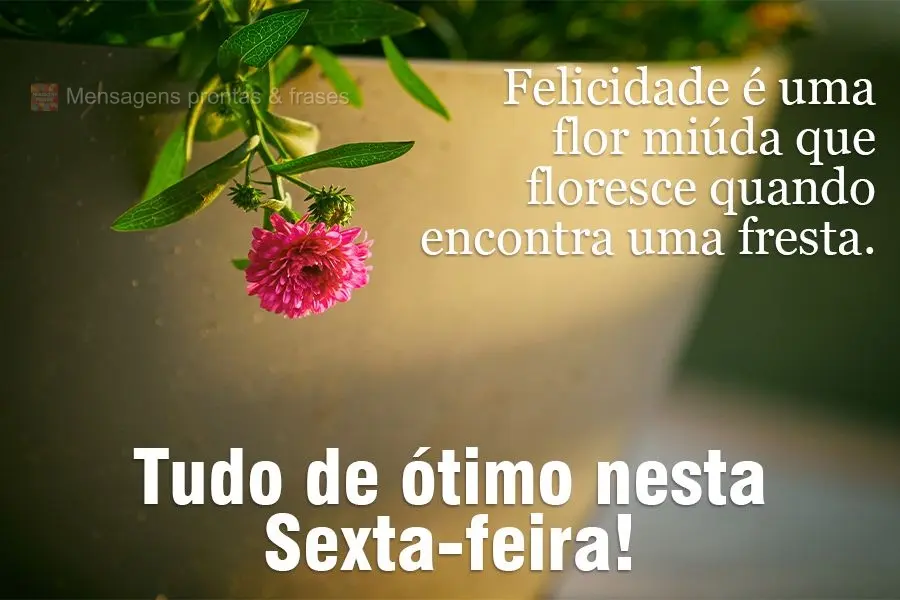 Felicidade é uma flor miúda que floresce quando encontra um fresta.  Tudo de ótimo nesta Sexta-feira!