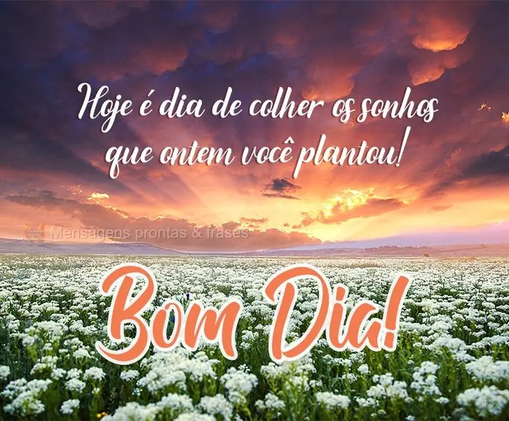 Hoje é dia de colher os sonhos que ontem você plantou!  Bom Dia!