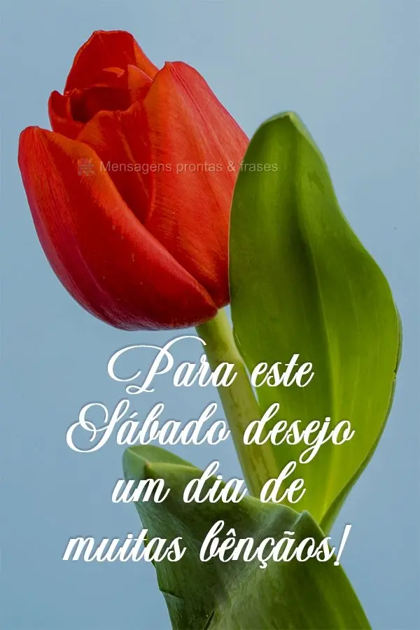 Para este Sábado desejo um dia de muitas bênçãos!