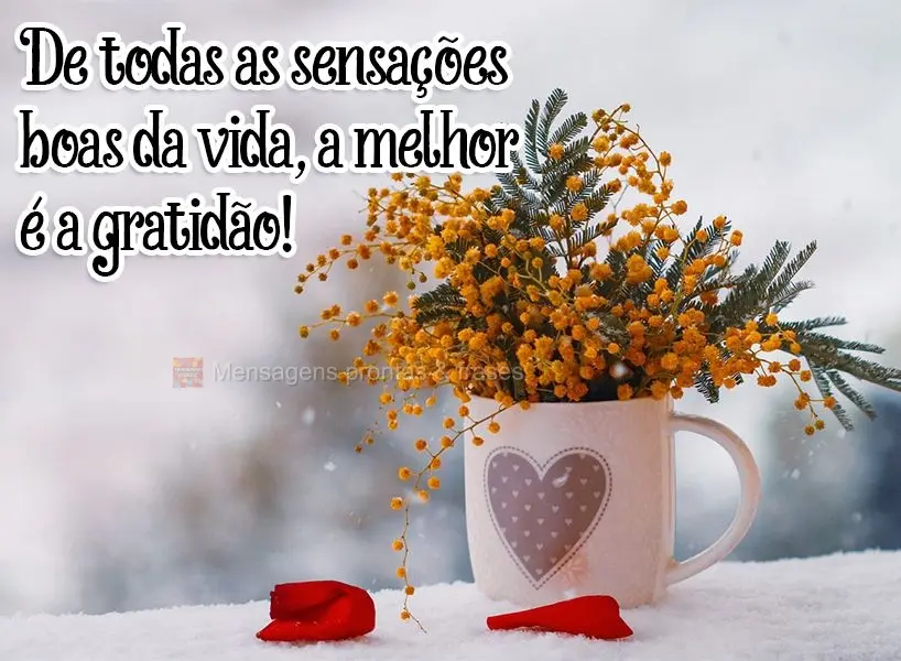 De todas as sensações boas da vida, a melhor é a gratidão!