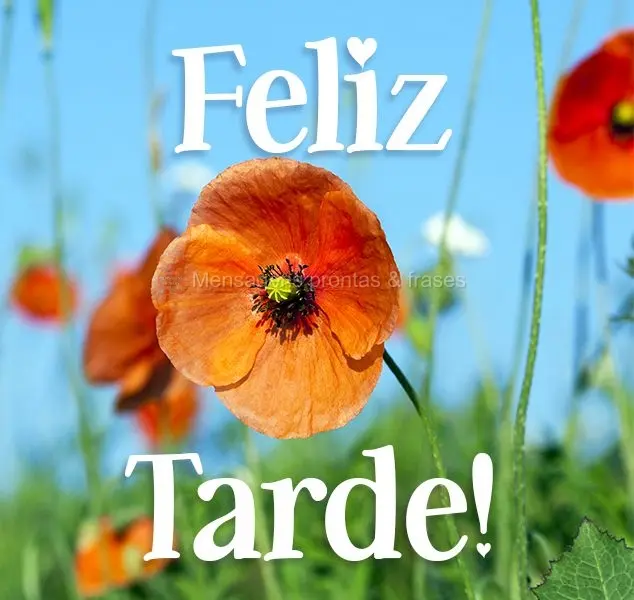 Feliz tarde!