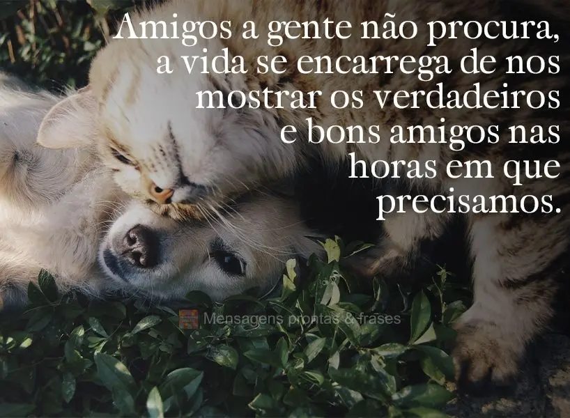 Amigos a gente não procura. A vida se encarrega de nos mostrar os verdadeiros e bons amigos nas horas em que precisamos.