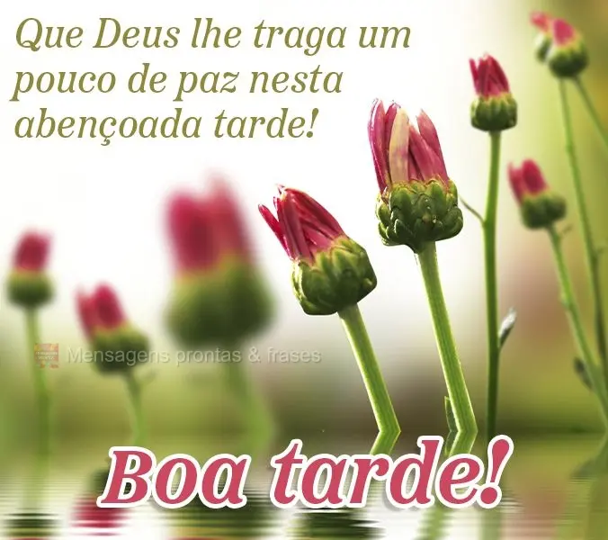 Que Deus lhe traga um pouco de paz nesta abençoada tarde! Boa tarde!