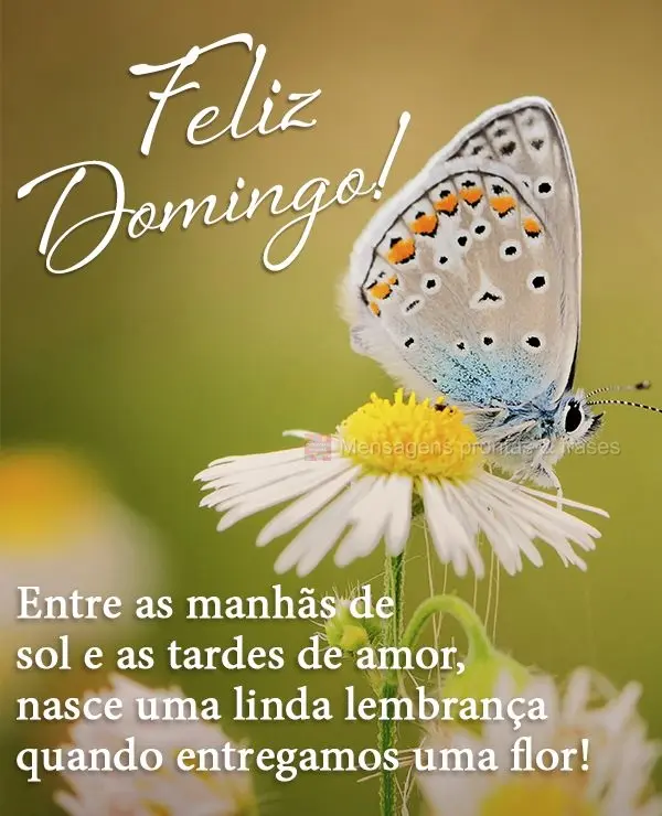 Entre as manhãs de sol e as tardes de amor, nasce uma linda lembrança quando entregamos uma flor! Feliz Domingo!