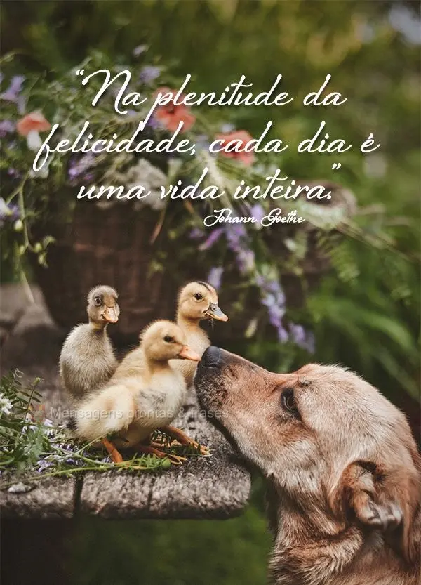 “Na plenitude da felicidade, cada dia é uma vida inteira.” Johann Goethe