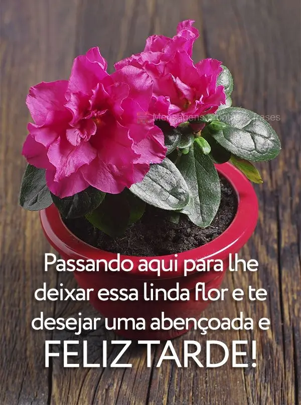 Passando aqui para lhe deixar essa linda flor e te desejar uma abençoada tarde!