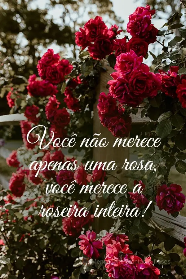 Você não merece apenas uma rosa, você merece a roseira inteira!