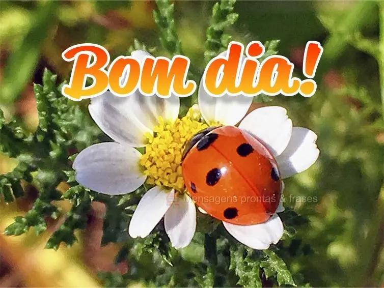 Bom dia!