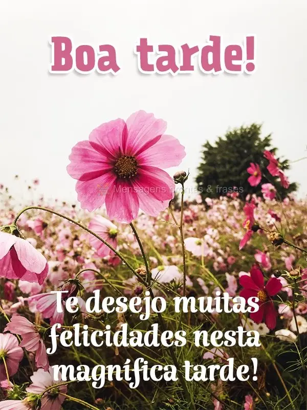 Te desejo muitas felicidades nesta magnífica tarde! Boa tarde!