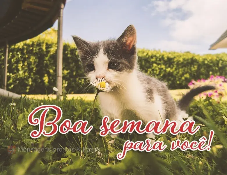 Boa semana para você!