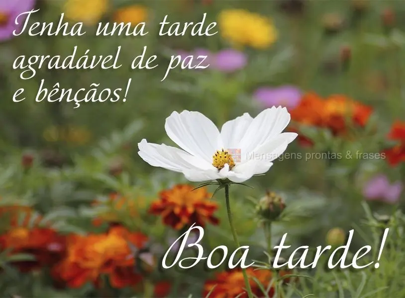 Tenha uma tarde agradável de paz e bênçãos! Boa tarde!