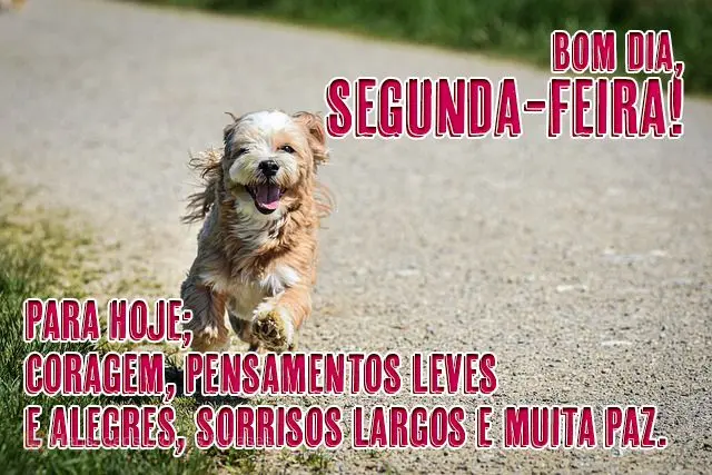  Para hoje Coragem, pensamentos leves e alegres, sorrisos largos e muita paz. 
 Bom dia, segunda-feira!