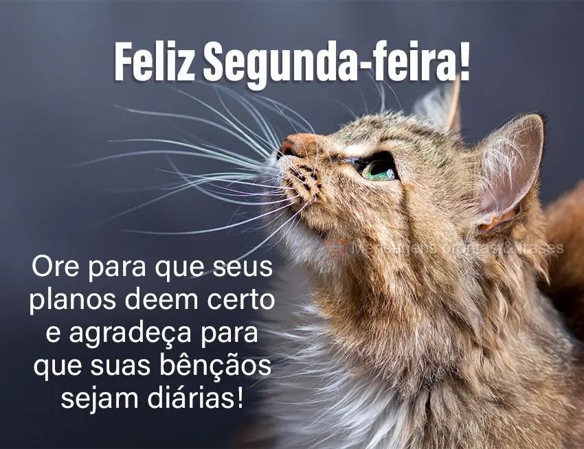 Ore para que seus planos deem certo e agradeça para que suas bênçãos sejam diárias! Feliz Segunda-feira! 