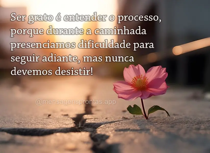 Ser grato é entender o processo, porque durante a caminhada presenciamos dificuldade para seguir adiante, mas nunca devemos desistir!