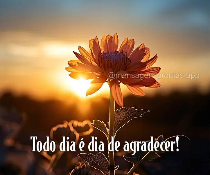 Todo dia é dia de agradecer!