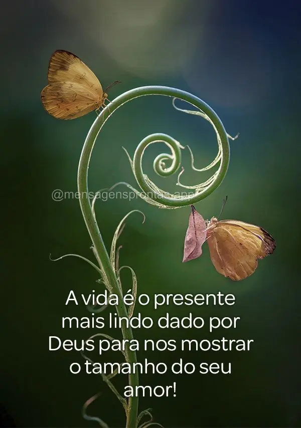 A vida é o presente mais lindo dado por Deus para nos mostrar o tamanho do seu amor!