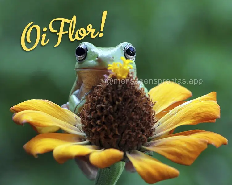 Oi flor!