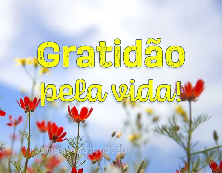 Gratidão pela vida!