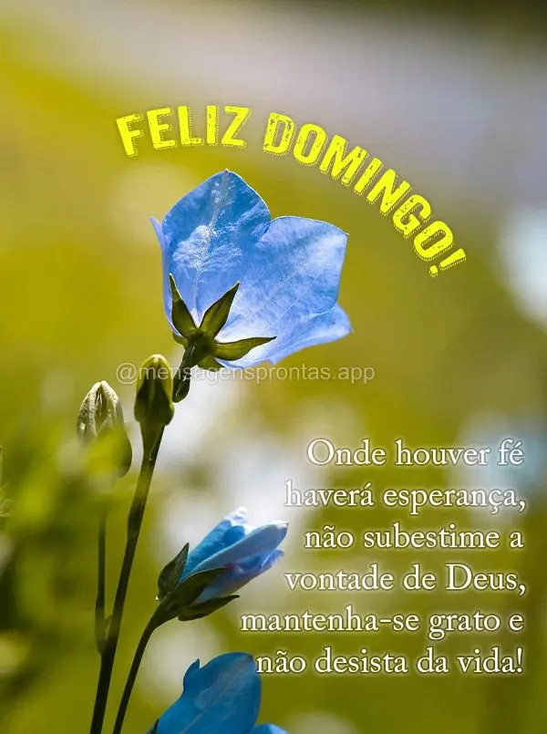 Onde houver fé haverá esperança, não subestime a vontade de Deus, mantenha-se grato e não desista da vida!  Feliz Domingo! 