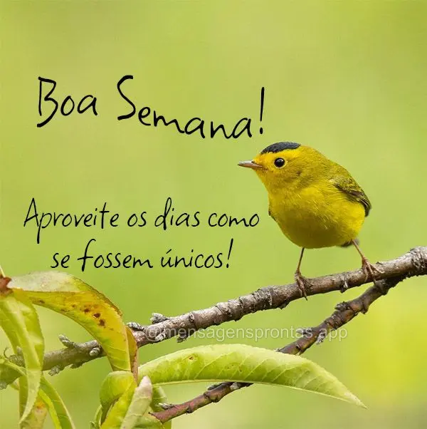 Aproveite os dias como se fossem únicos! Boa Semana!